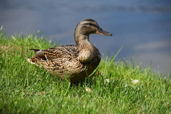 Beau canard sur le lac — Photo