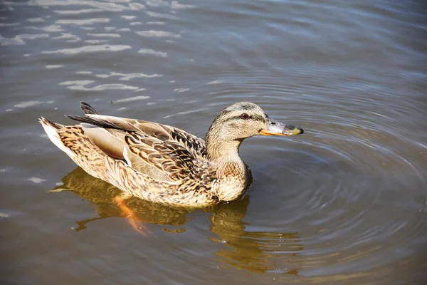 Mooie eend op het meer — Stockfoto