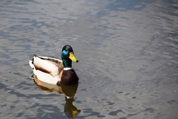 Красива качка на озері — стокове фото
