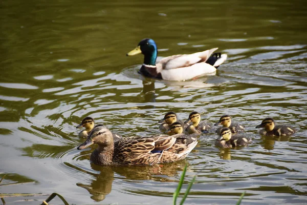 Schöne Ente auf dem See — Stockfoto