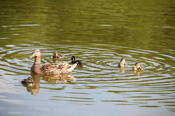 Красивая утка на озере — стоковое фото