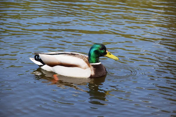 Bonito pato no lago — Fotografia de Stock