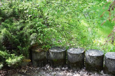 Eski çit Moss ile büyümüş