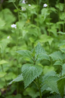  Ortica verde della Foresta