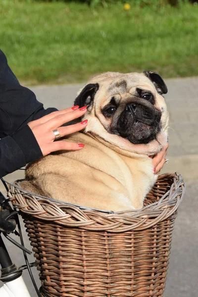 Cão em uma cesta em uma bicicleta — Fotografia de Stock