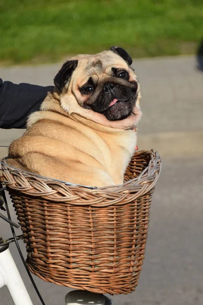 Cão em uma cesta em uma bicicleta — Fotografia de Stock