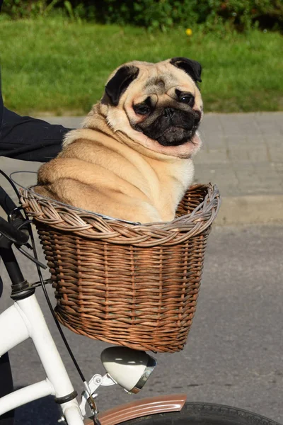 Perro en una cesta en una bicicleta —  Fotos de Stock