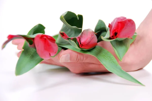 Tulipe dans le bouquet le jour de la fête des mères — Photo