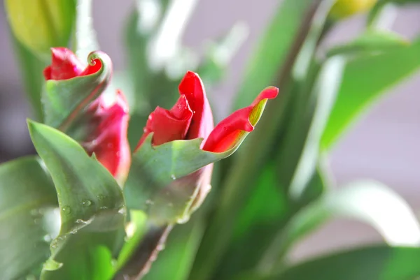 Tulipe dans le bouquet le jour de la fête des mères — Photo