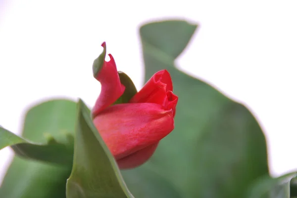 Un tulipano rosso — Foto Stock