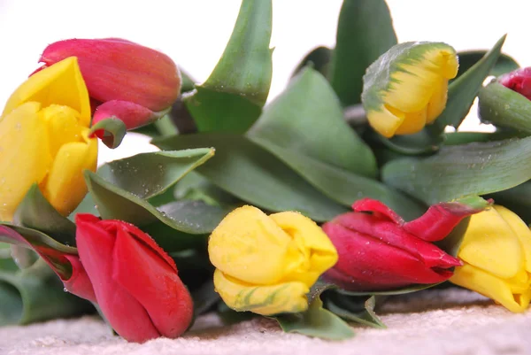 Букет разноцветных тюльпанов — стоковое фото