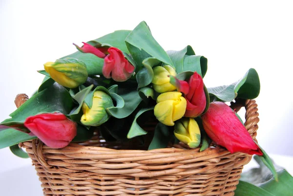 Rote und gelbe Tulpen im Weidenkorb — Stockfoto