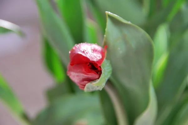 Rote Tulpenknospe — Stockfoto