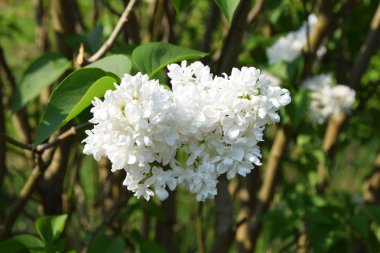 Beyaz kokulu leylak çiçek