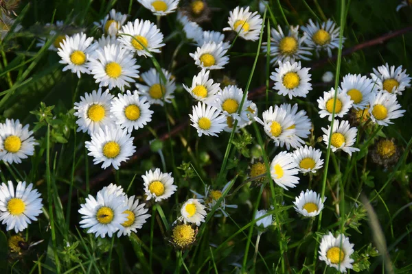 Белые и желтые цветы поля — стоковое фото