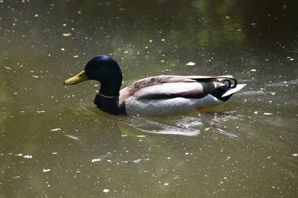 Hermoso pato nadando en el lago — Foto de Stock