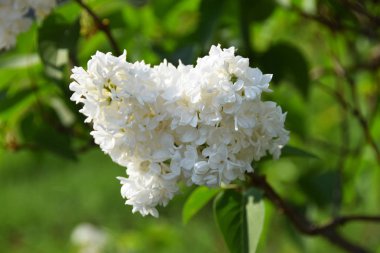 Sahada beyaz leylak bush