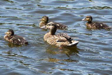 Anne ördek yavrusuyla