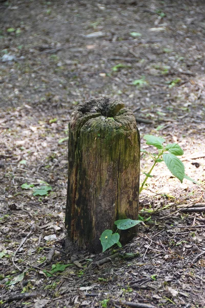 Tronco de madeira na estrada da floresta — Fotografia de Stock