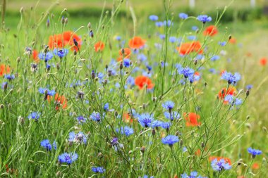 alanında mavi çiçek
