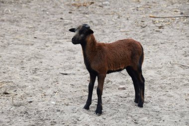  kırsal kesimde podyuma keçi