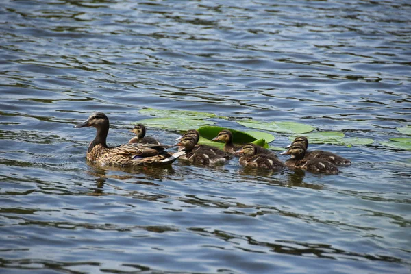 Madre pato con joven — Foto de Stock