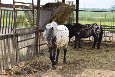Küçük beyaz siyah midilli
