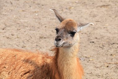 Bahçedeki Lama