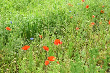 Buğday tarlasında kırmızı haşhaş