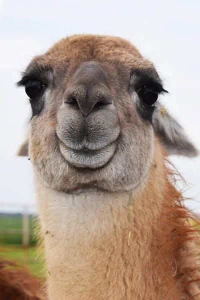 Lama-Lächeln im Hof — Stockfoto