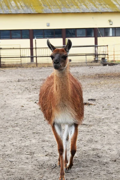 Lama na dvoře — Stock fotografie