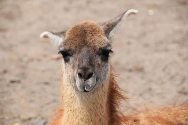 Bahçedeki Lama — Stok fotoğraf