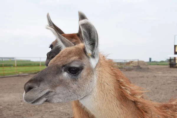 Lama på gården — Stockfoto