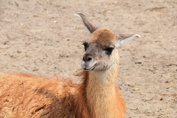 Lama in the yard — Stock Photo, Image