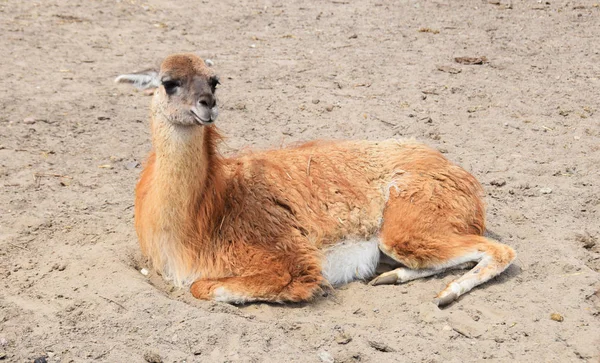 Lama på gården — Stockfoto