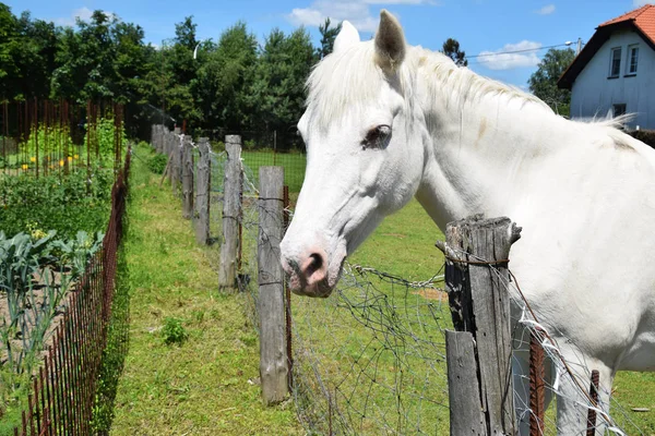 Kırsal kesimde beyaz güzel at