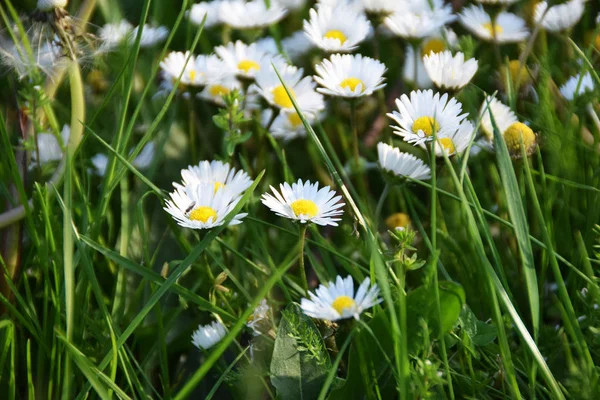 Chamomile on the grass — Stock Photo, Image