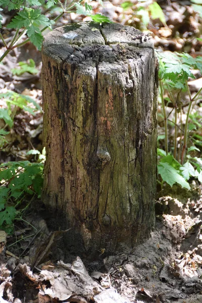 Cut tree on the forest road — Stock Photo, Image