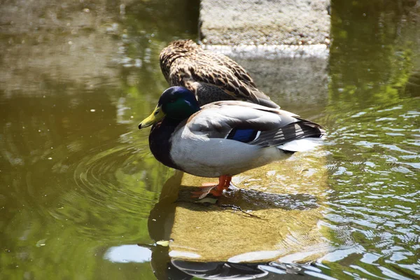水の上の 2 人の恋人鴨 — ストック写真