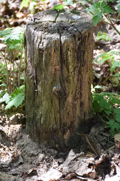 Tronco de uma árvore velha em uma floresta — Fotografia de Stock