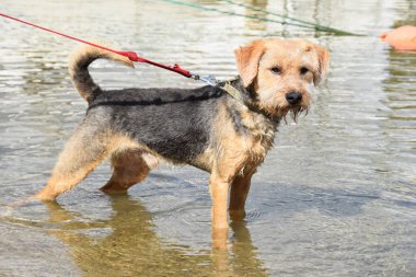 Köpeği göldeki ördekler için avlamak hazır