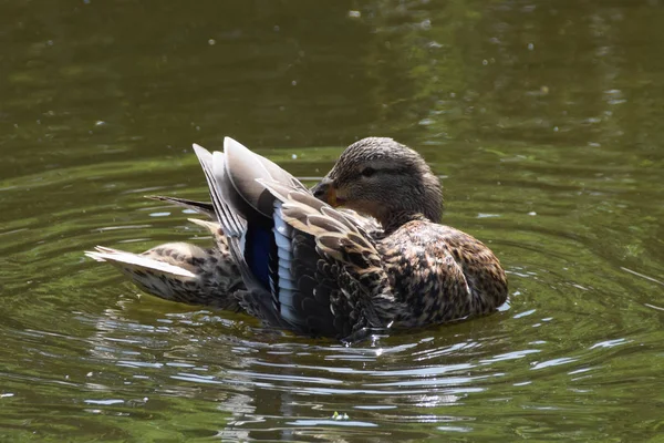 BEAUTY DUCK IN WATER