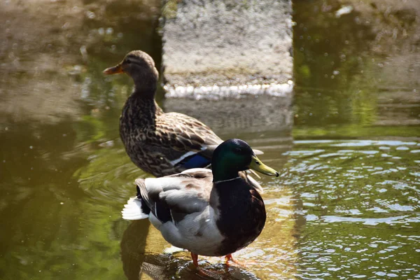 Dois patos selvagens apaixonados — Fotografia de Stock