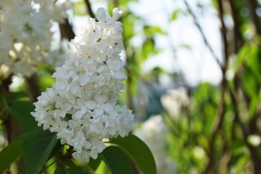 Beyaz lila çiçek olabilir