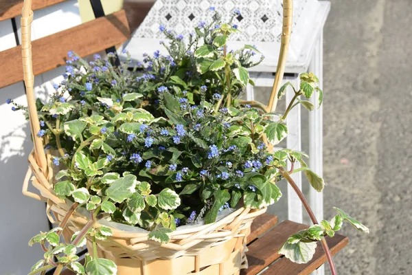 Schöne Blumen zum Muttertag — Stockfoto