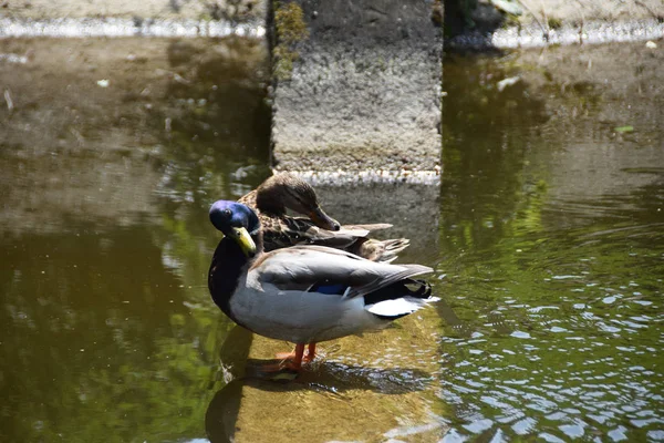 Dois patos selvagens apaixonados — Fotografia de Stock