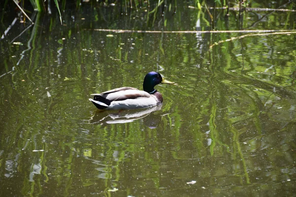 湖上美丽的鸭子 — 图库照片