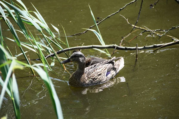Matka kaczka z młodych kaczek — Zdjęcie stockowe