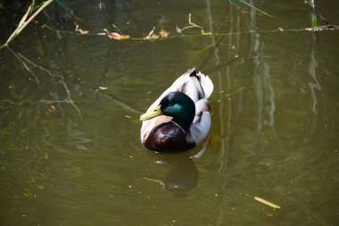Aşık iki yaban ördekleri