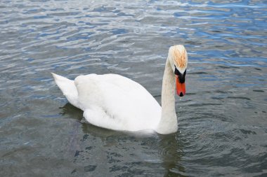 Temiz bir göl kenarında yalnız beyaz kuğu